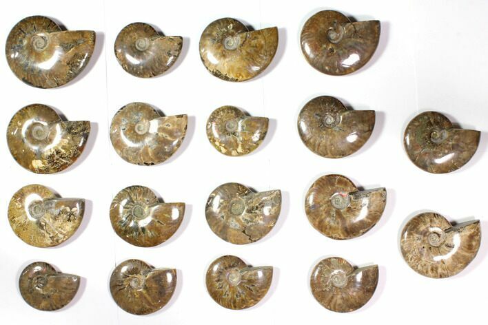 Lot: - Polished Whole Ammonite Fossils - Pieces #116649